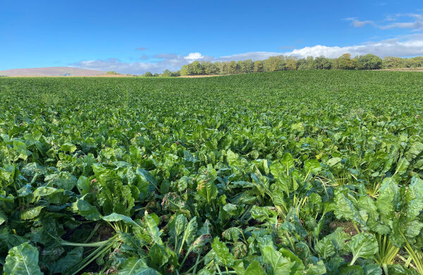 Fodder beet
