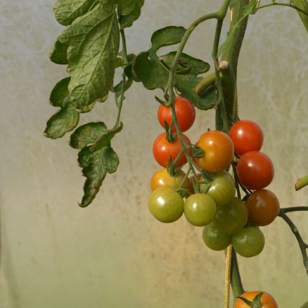 tomatoes on vine tomatoes on vine