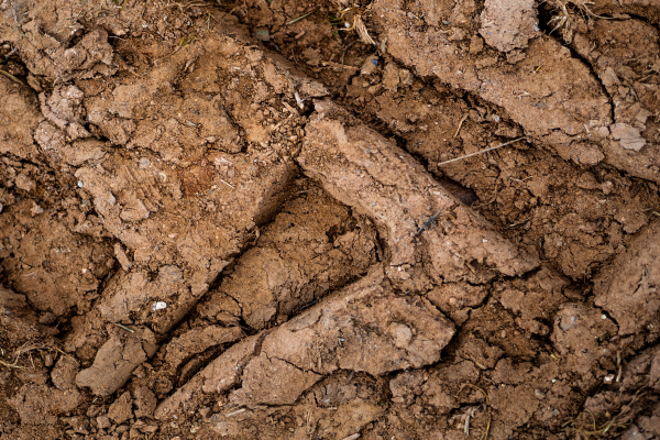 Hard, dry, cracked soil