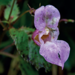 Himalayan-Balsam Himalayan-Balsam