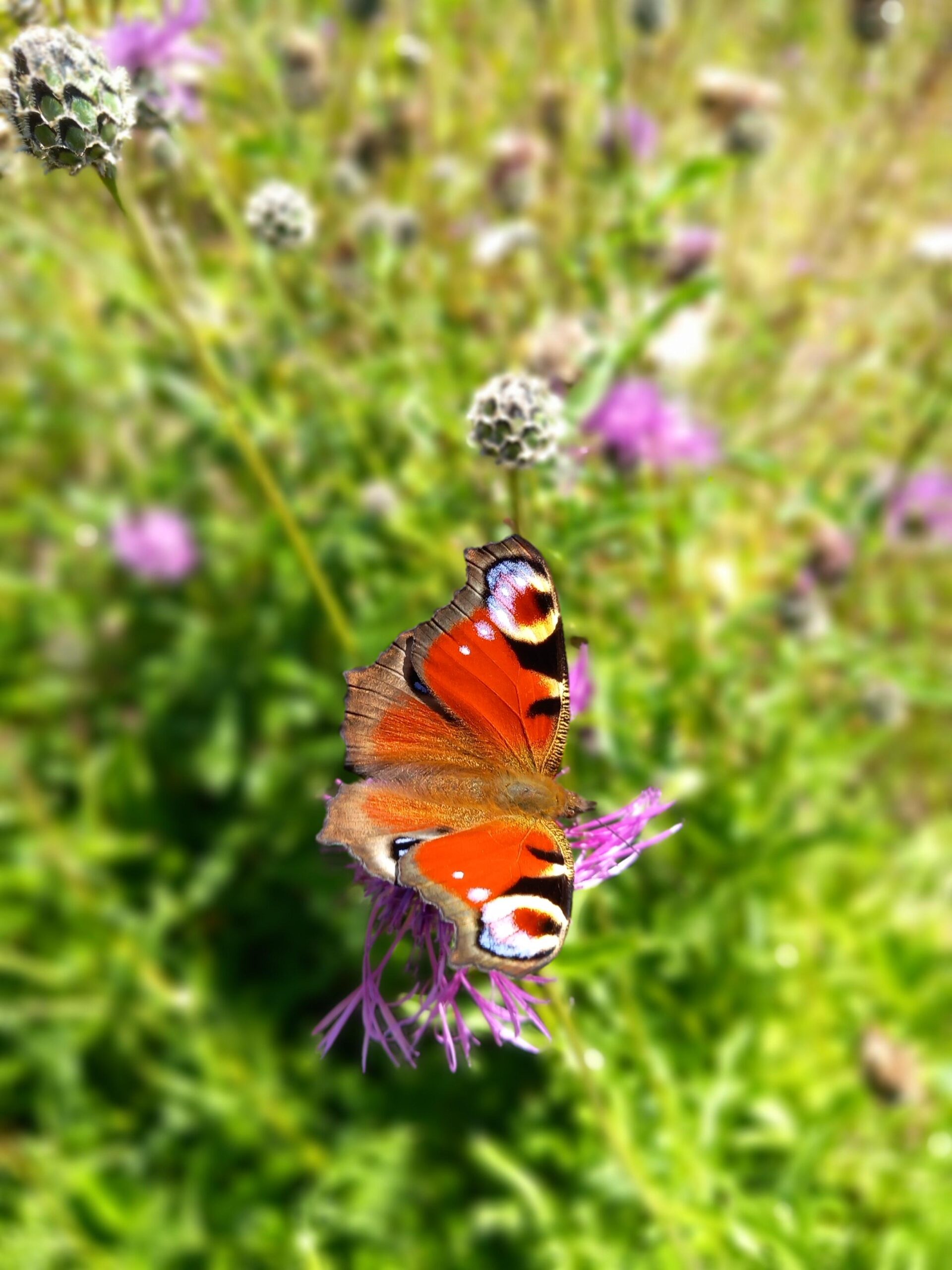 Peacock Butterlfly_DavidBrown Peacock Butterlfly_DavidBrown