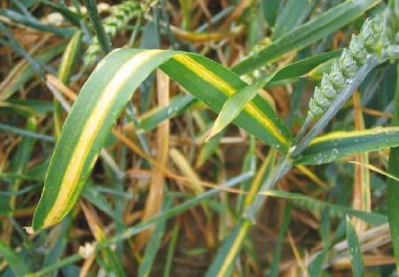 Leaf Stripe in Winter Wheat