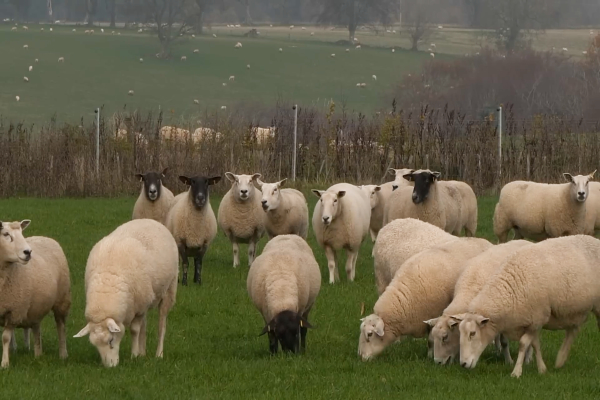 Rams_imresizer Rams in a field