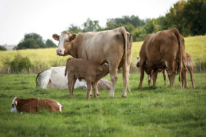 Suckler cows and calves in a field