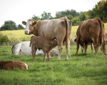 Suckler cows and calves in a field