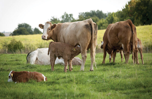 Suckler cows and calves in a field