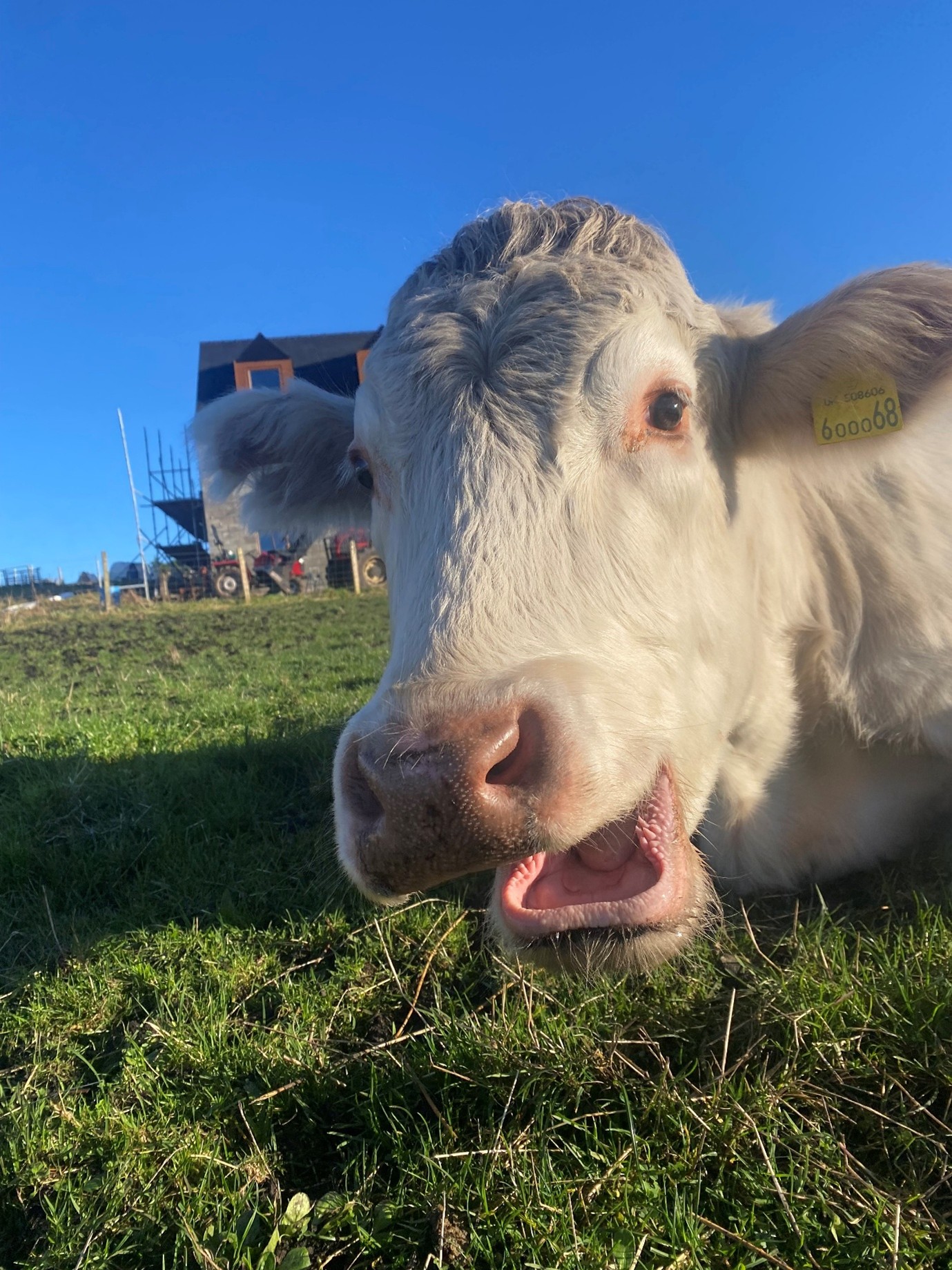 Cow Close Up 1 CMacinness Cow Close Up 1 CMacinness