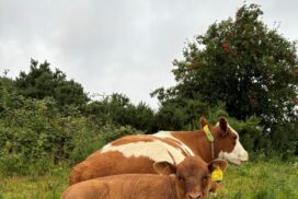 Cows Lying Down CMacinness