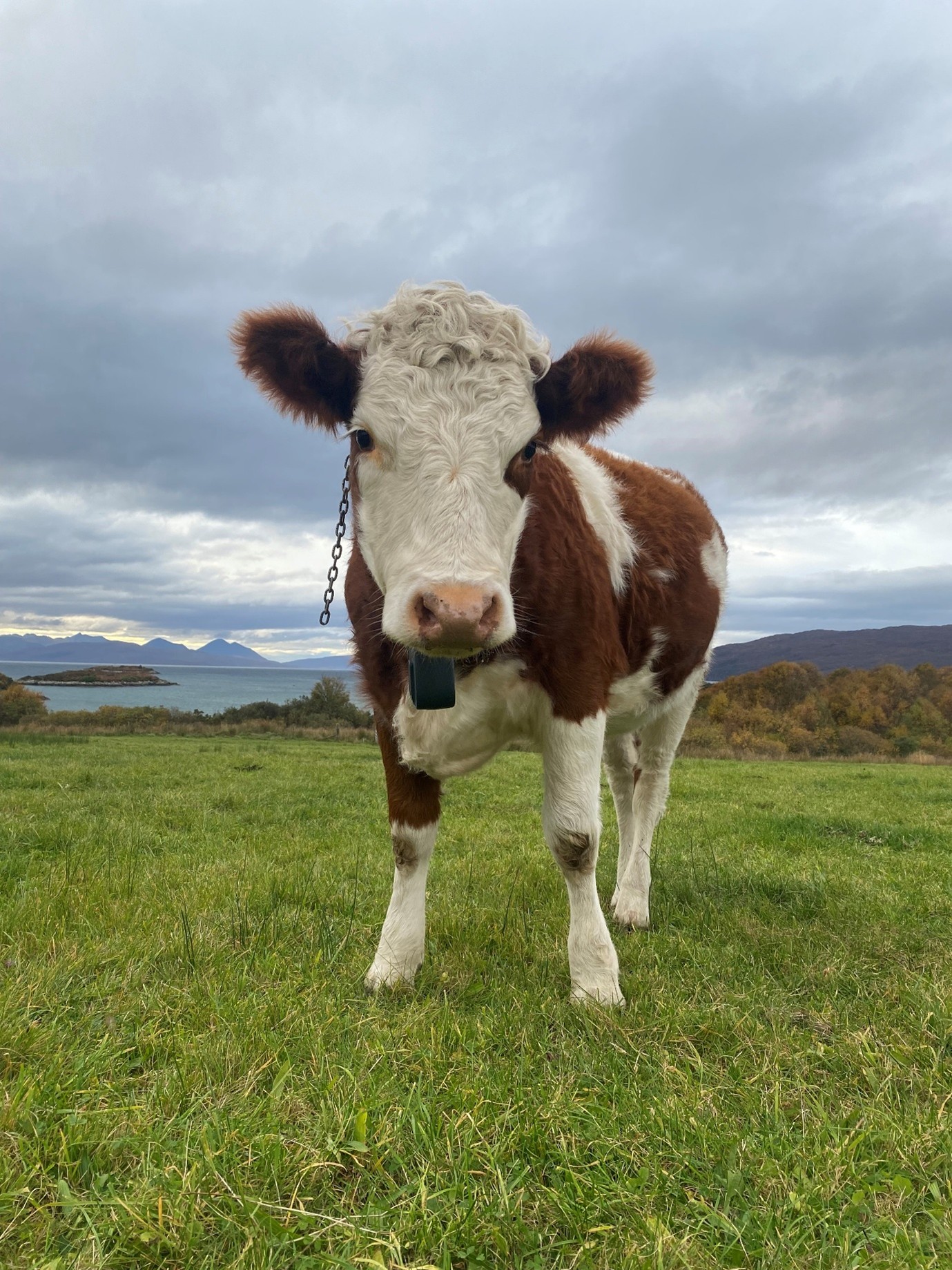 Croft Cow Field CMacinness Croft Cow Field CMacinness
