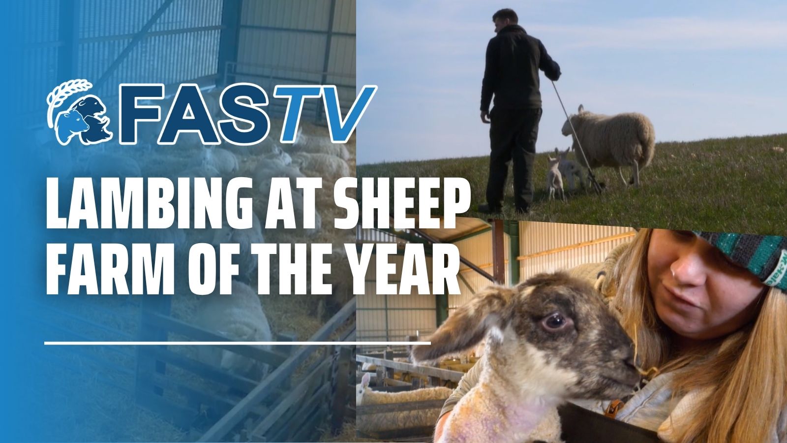 FAS TV S5 Sheep Farm of the Year Lambing