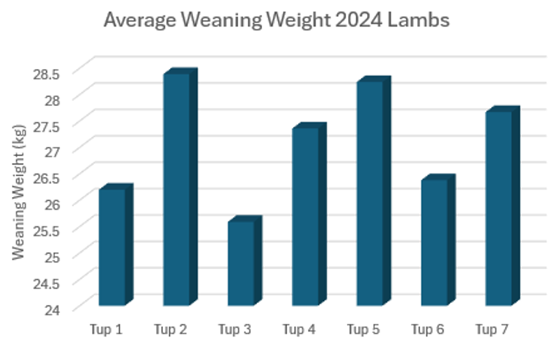 Meikle Tillyeve Farm Weaning Weight Lambs 2024 Meikle Tillyeve Farm Weaning Weight Lambs 2024
