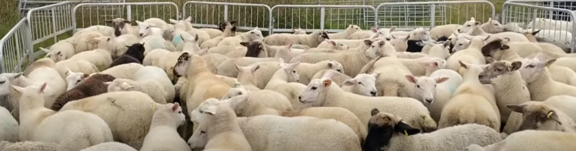 Meikle Tillyeve Sheep Meikle Tillyeve Sheep