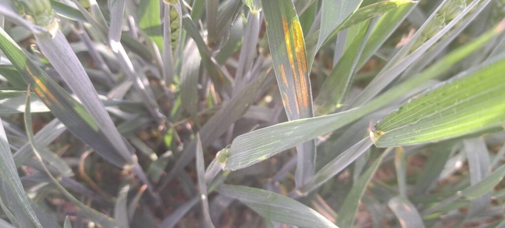 Yellow rust on the leaf two on the missed edge of a crop which was sprayed at flag leaf fully emerged.