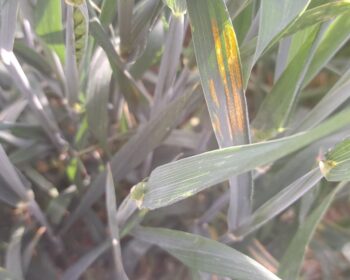 Yellow rust on the leaf two on the missed edge of a crop which was sprayed at flag leaf fully emerged.