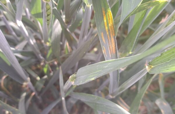 Yellow rust on the leaf two on the missed edge of a crop which was sprayed at flag leaf fully emerged.