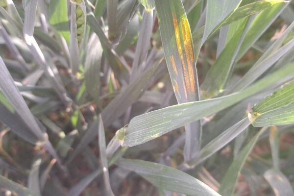 Yellow rust on the leaf two on the missed edge of a crop which was sprayed at flag leaf fully emerged.