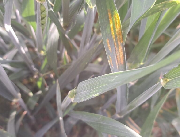 Yellow rust on the leaf two on the missed edge of a crop which was sprayed at flag leaf fully emerged.