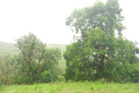 Ash Tree Grade 1 and..._imresizer