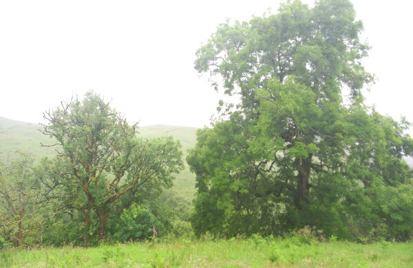 Ash tree damage grade 1 and 3
