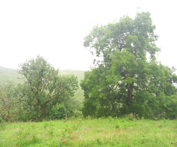 Ash tree damage grade 1 and 3