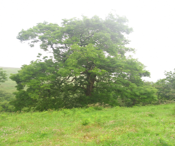 Ash Tree Grade 1_imresizer Ash tree with class 1 dead material