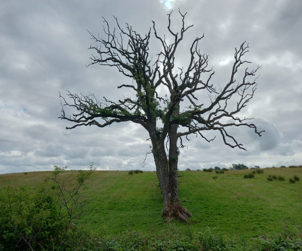 Ash Tree Grade 4_imresizer Ash Tree Grade 4 dead material