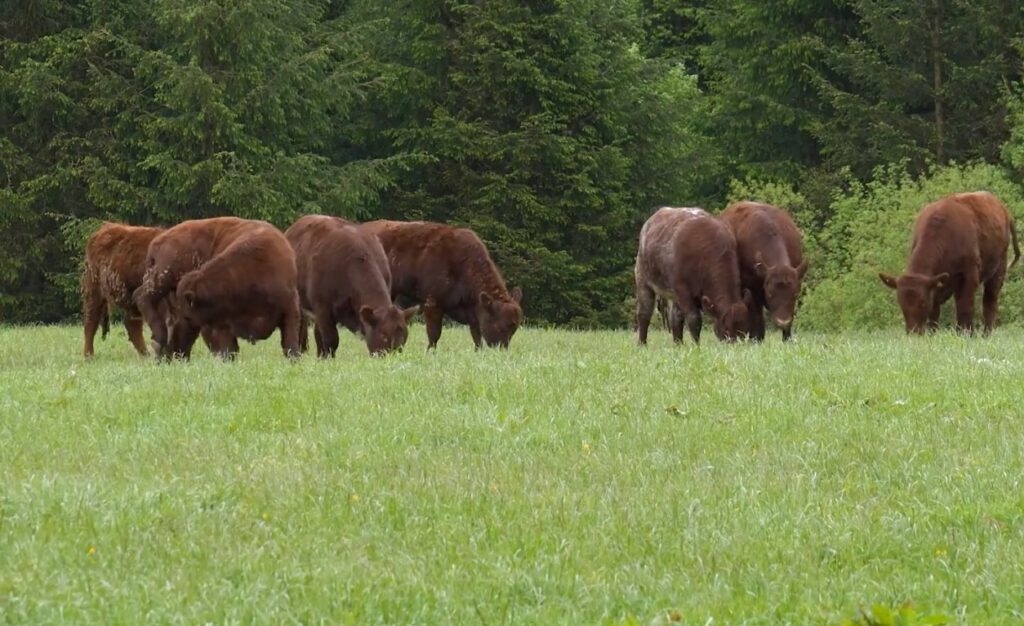 Beef Cows
