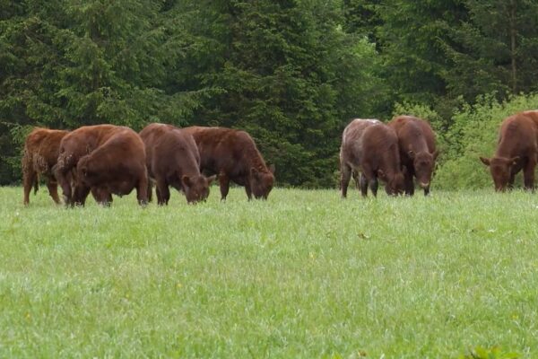 Beef Cows