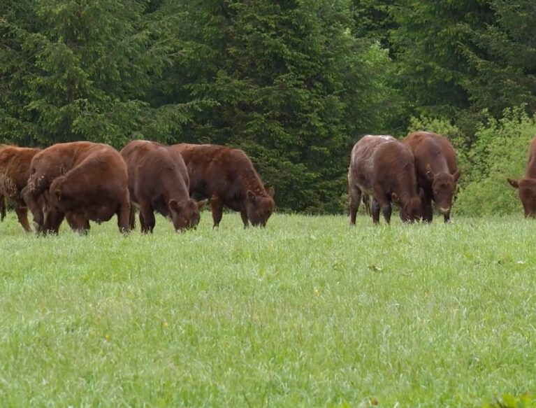Beef Cows