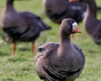 Greenland White Fronted Goose