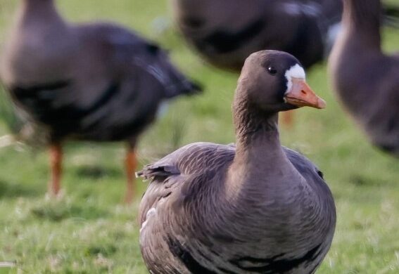 Greenland White Fronted Goose