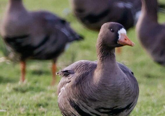 Greenland White Fronted Goose