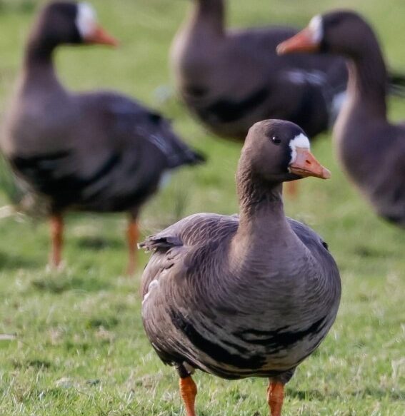 Greenland White Fronted Goose