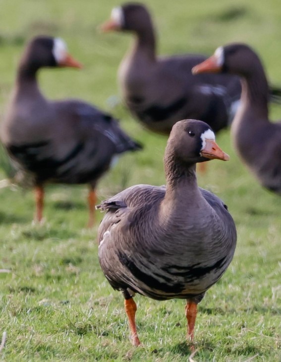 Greenland White Fronted Goose