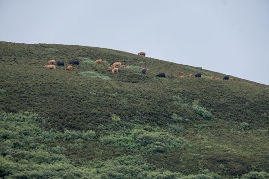Picture5 Cows grazing on a hill