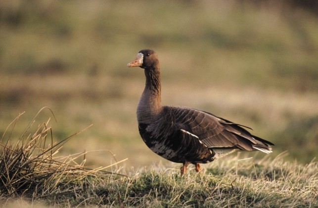 White Fronted Goose White Fronted Goose