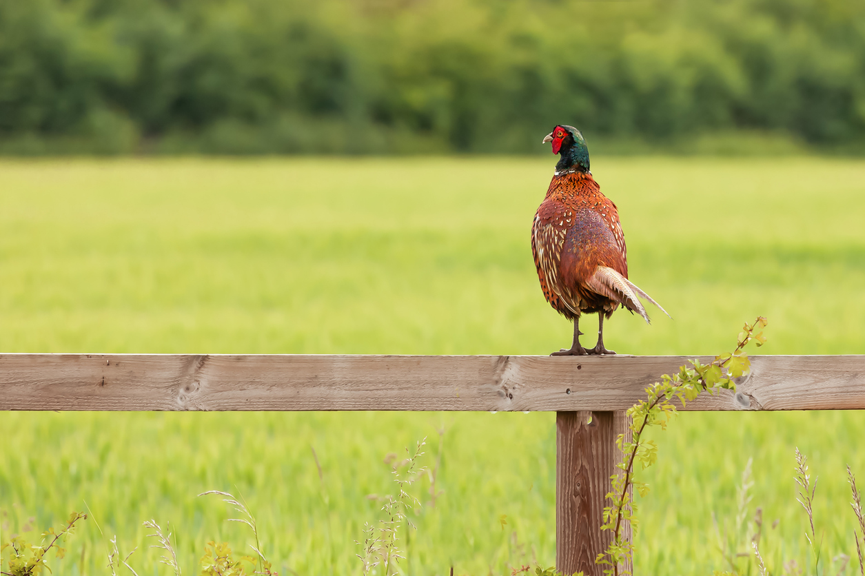 pheasant-fence-countryside Image from iStock