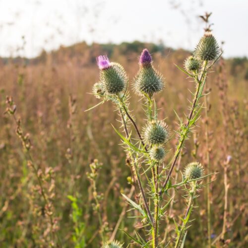 Image from Envato Elements