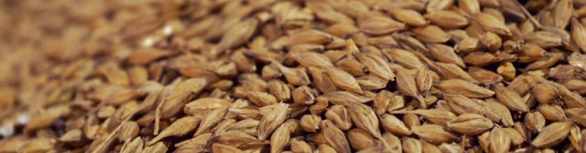 Barley Barley banner