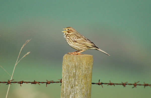 Corn Bunting on a fence post