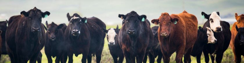 Cow banner Cows