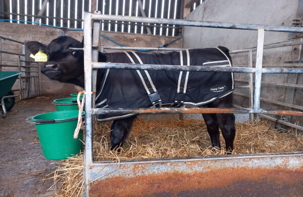 Dairy Beef Calf in a pen