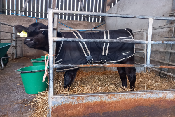 Dairy Beef Calf in a pen