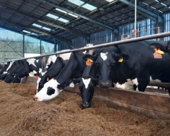 Dairy Cows eating Silage