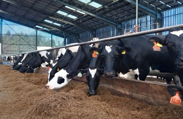 Dairy Cows eating Silage