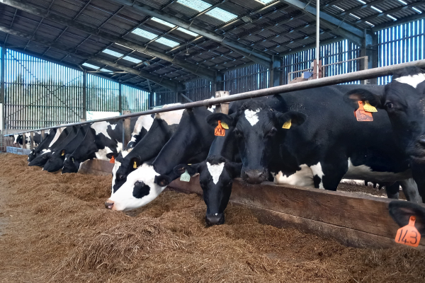 Dairy Cows eating Silage