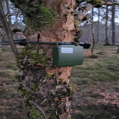 Song Meter Micro_imresizer (1) Song Meter Micro on a tree