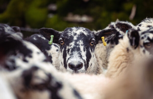 Ewe head portrait portrait of a ewe looking intriguingly at the camera, Lake District, UK.