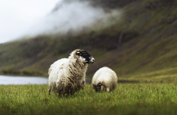 Blackface sheep-Scotland Image from iStock