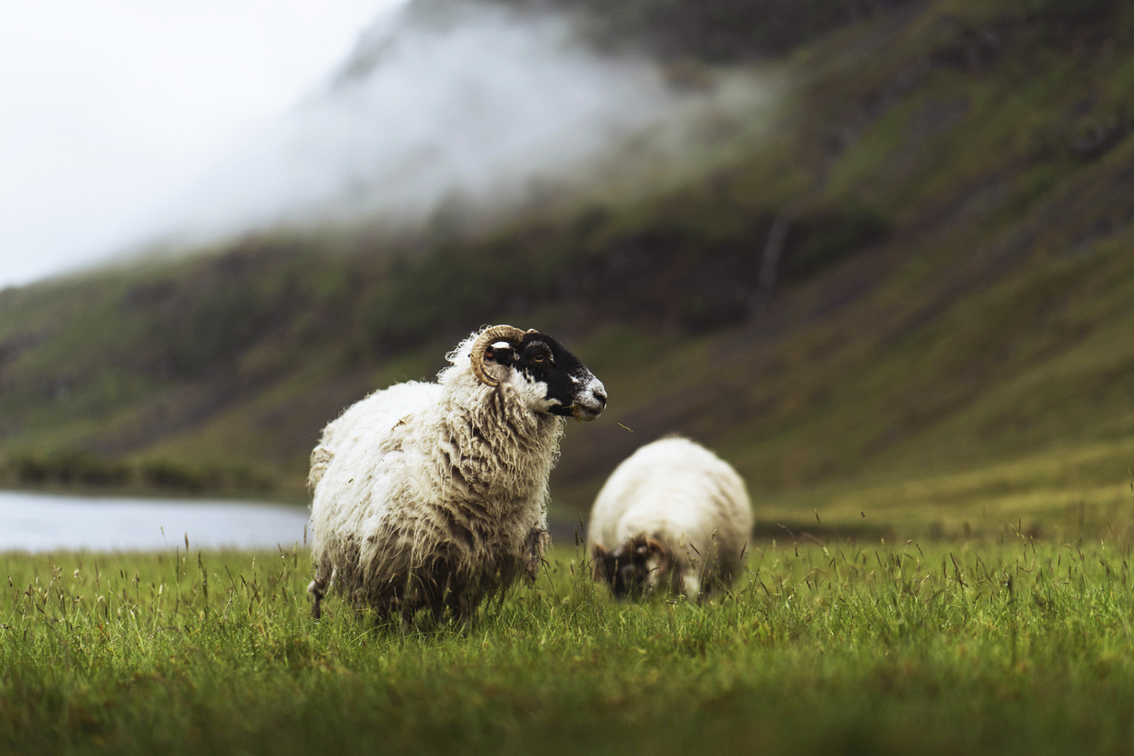 Blackface sheep-Scotland Image from iStock